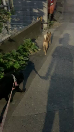 迷子犬保護しました・追記8/2飼主さん見つかりましたの記事動画