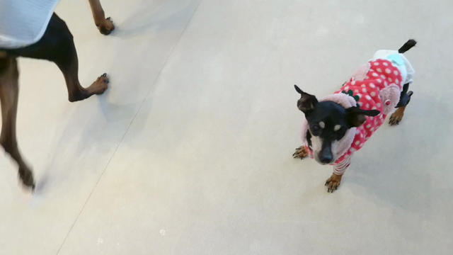 犬の散歩は自由がいいの記事動画