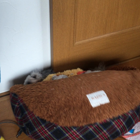ノンちゃん大暴れの画像