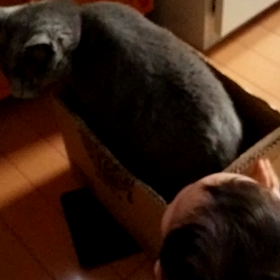 まわるネコの画像