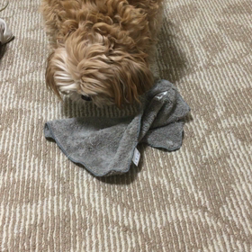 犬との遊び方の画像