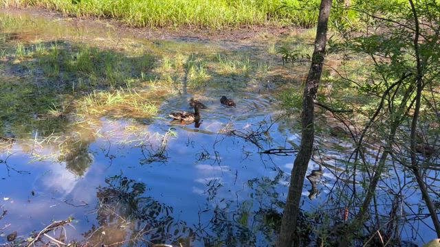 上高地①(大正池→河童橋)の記事動画