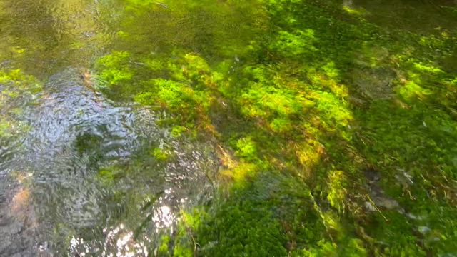 上高地②(河童橋→明神橋→河童橋)の記事動画