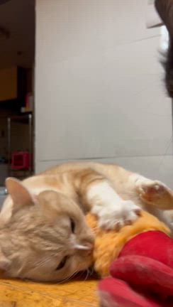 辞めてやったぜの記事動画