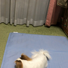 一人遊びすずさん。ε”ε”ε”(ﾉ* •ω• )ﾉ〜〜⚾︎の画像