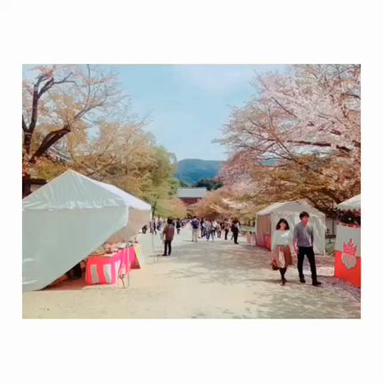▷京都お花見＊醍醐寺と淀川河川公園背割堤の記事動画