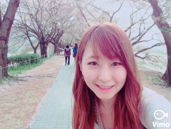 ▷京都お花見＊醍醐寺と淀川河川公園背割堤の記事動画
