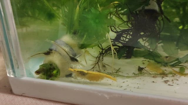 順調です(^^)/の記事動画