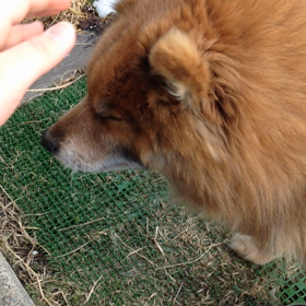 うちの愛犬♡の画像