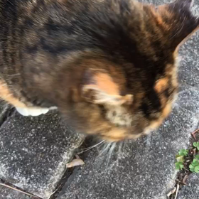 またネコ公園の画像