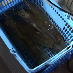 活ヤリイカの画像