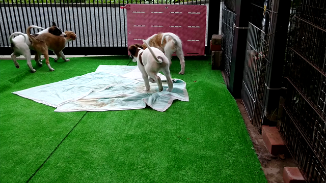 動画の記事動画