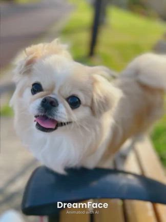 たれちゃんも「あぱーつあぱつ」やってみたの記事動画