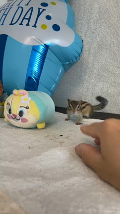 シマリスよつばくんの指プロレスの記事動画