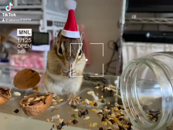 ニャンとも癒してくれるクリスマスフォトの記事動画