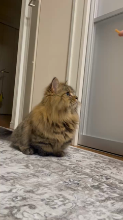 笑撃！！　お手をする猫ちゃんの記事動画