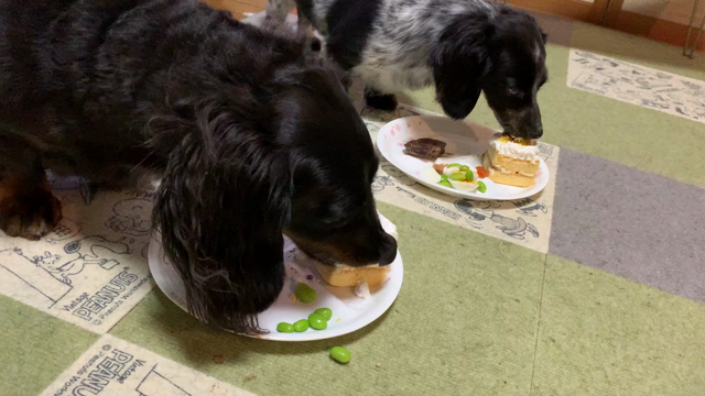 愛犬の誕生日(*^◯^*)の記事動画