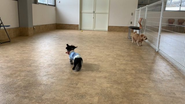 雪国・・・って実感(^_^;)＊犬は喜び庭駆け回る？？？？の記事動画