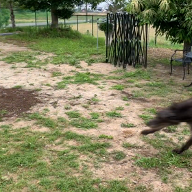ソフィーと子犬達の画像