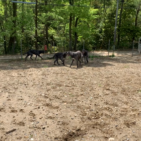 ディアハウンド達の適温の画像
