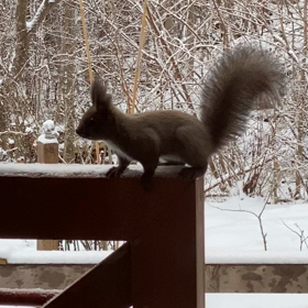 エゾリスさんとイルミネーションの画像
