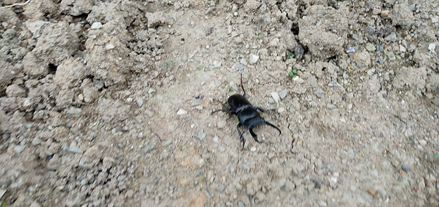 畑にいらっしゃった珍客さんの記事動画