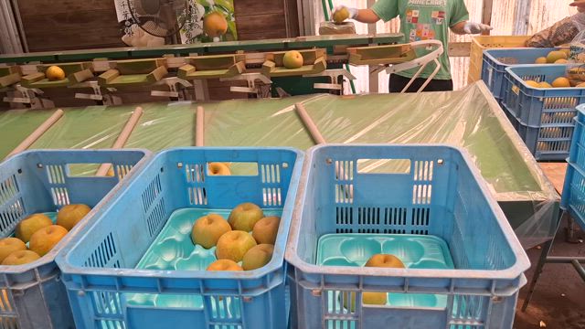 梨の季節の記事動画