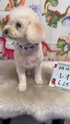 レオ日記（トリミング）の記事動画