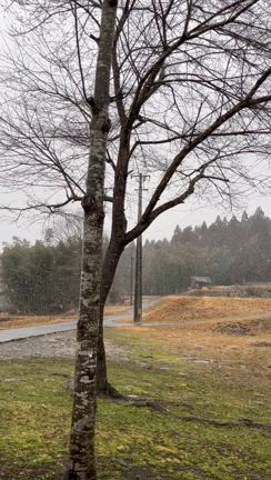 雪が降った寒い日の記事動画