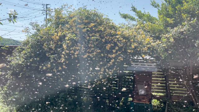 日本ミツバチの養蜂を始めるの記事動画