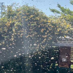 日本ミツバチの養蜂を始めるの画像