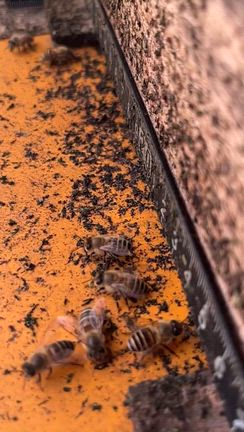 ミツバチの花粉団子がかわいいの記事動画