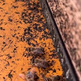 ミツバチの花粉団子がかわいいの画像