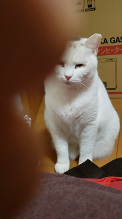 ゆいたんに初ゴロゴロ頂きました！の記事動画