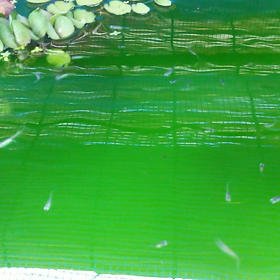 メダカ～ここまで大きく育ちましたの画像