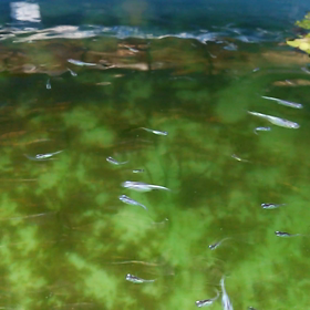 久々更新メダカの画像