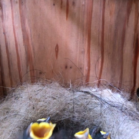 巣箱にヒナが‼️の画像