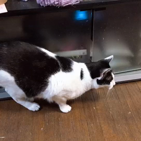 モノちゃん通信～☆の画像