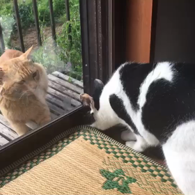 モノちゃん通信～☆の画像