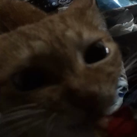 チュールの威力の画像