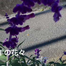 今年も╰(*´︶`*)╯♡の画像