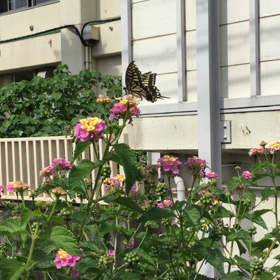 私にとって最高コラボの画像