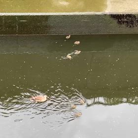 蒸し暑さの画像