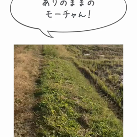 モモ散歩の画像