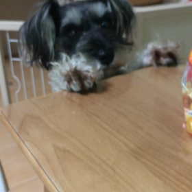 モモは食べるの命の画像