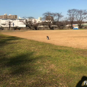 あけましておめでとう モモの画像