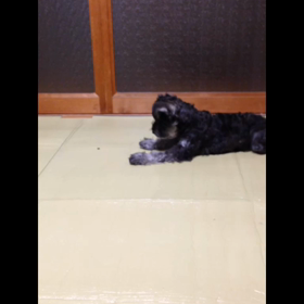 モモの成長001の画像