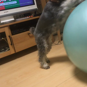 玉転がしモモの画像