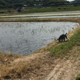 田植え始まったの画像