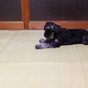 オヤツの時間の画像